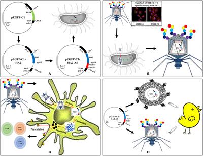 Evaluation of dendritic cell-targeting T7 phages as a vehicle to deliver avian influenza virus H5 DNA vaccine in SPF chickens